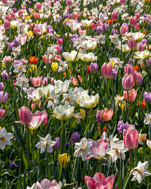 Kombinácie Heavenly Soft   , 100 ks